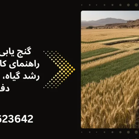 گنج یابی با گندم؛ راهنمای کامل بررسی رشد گیاه، آثار و علائم دفینه