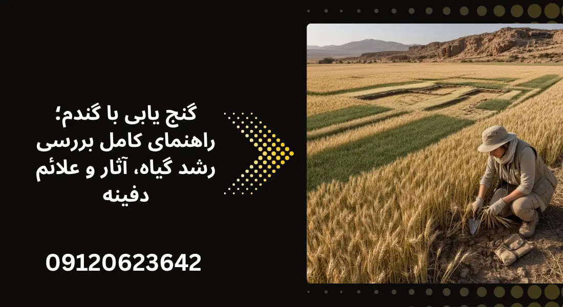 گنج یابی با گندم؛ راهنمای کامل بررسی رشد گیاه، آثار و علائم دفینه
