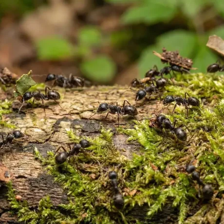 مورچه در دفینه‌یابی